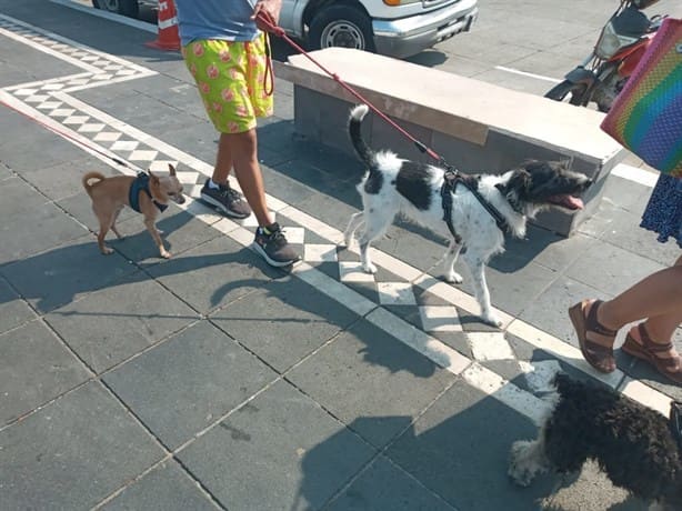 “Sacamonedas” y vendedores del Malecón de Veracruz ruegan para que siga el buen clima