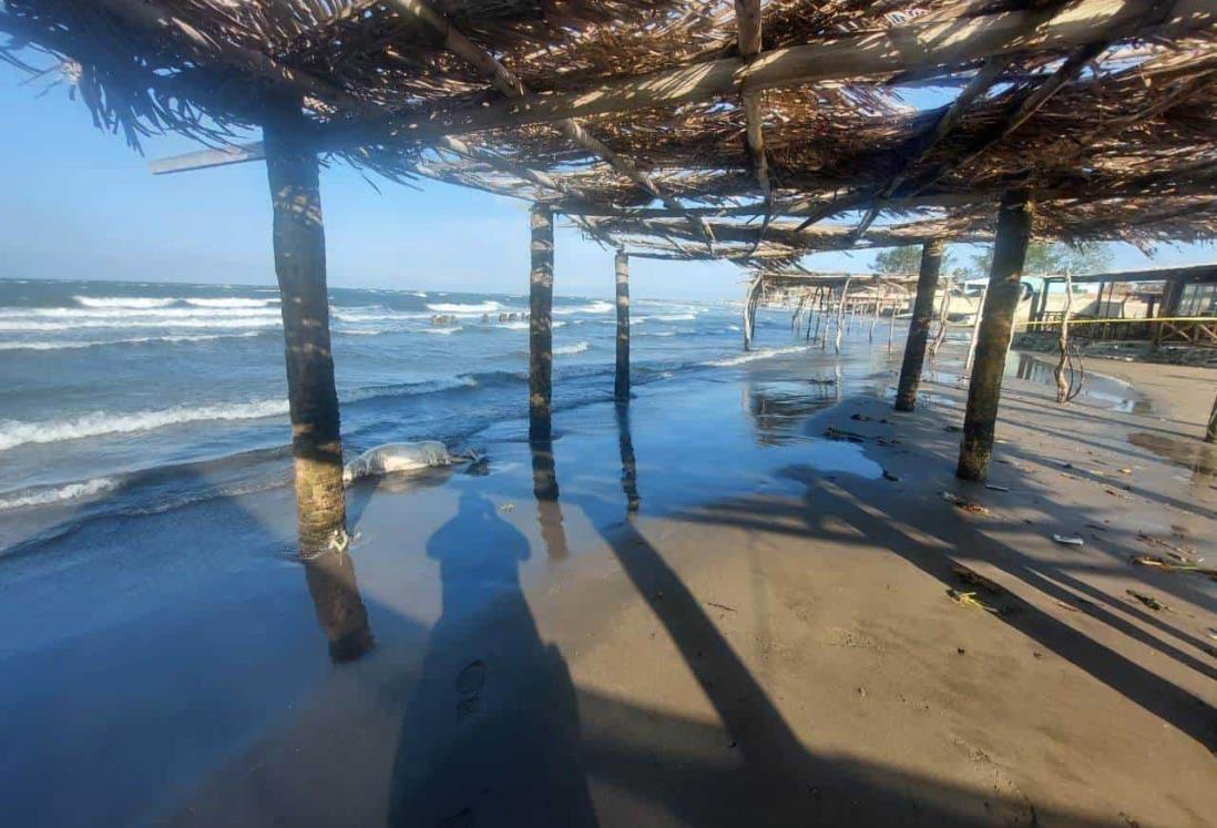 Hallan cuerpo en playa de Antón Lizardo, en Alvarado