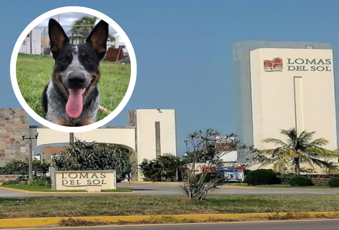 Buscan a Emily, pastor australiano que escapó de casa en Veracruz por los cohetes