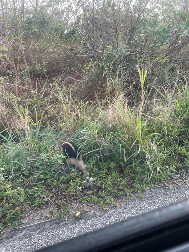 Captan un oso hormiguero en carretera de Alvarado