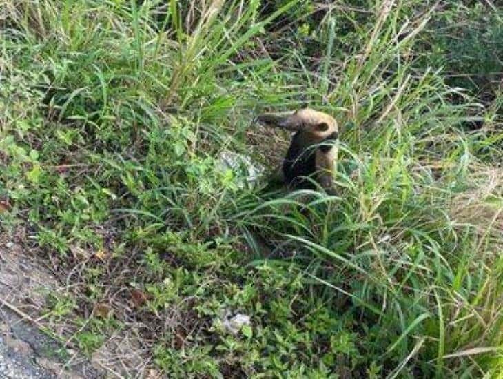 Captan un oso hormiguero en carretera de Alvarado