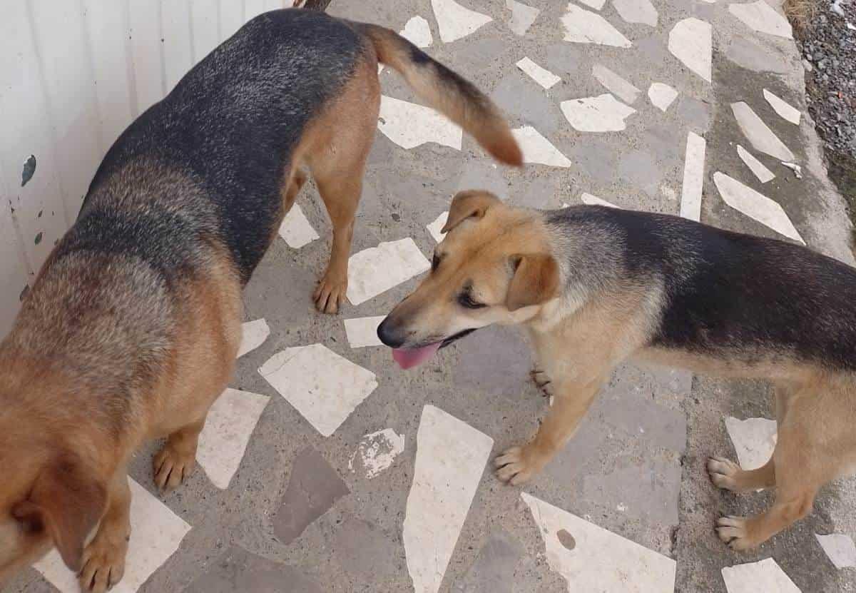 Reportan ola de envenenamiento masivo de mascotas en  colonia Kilómetro Dos