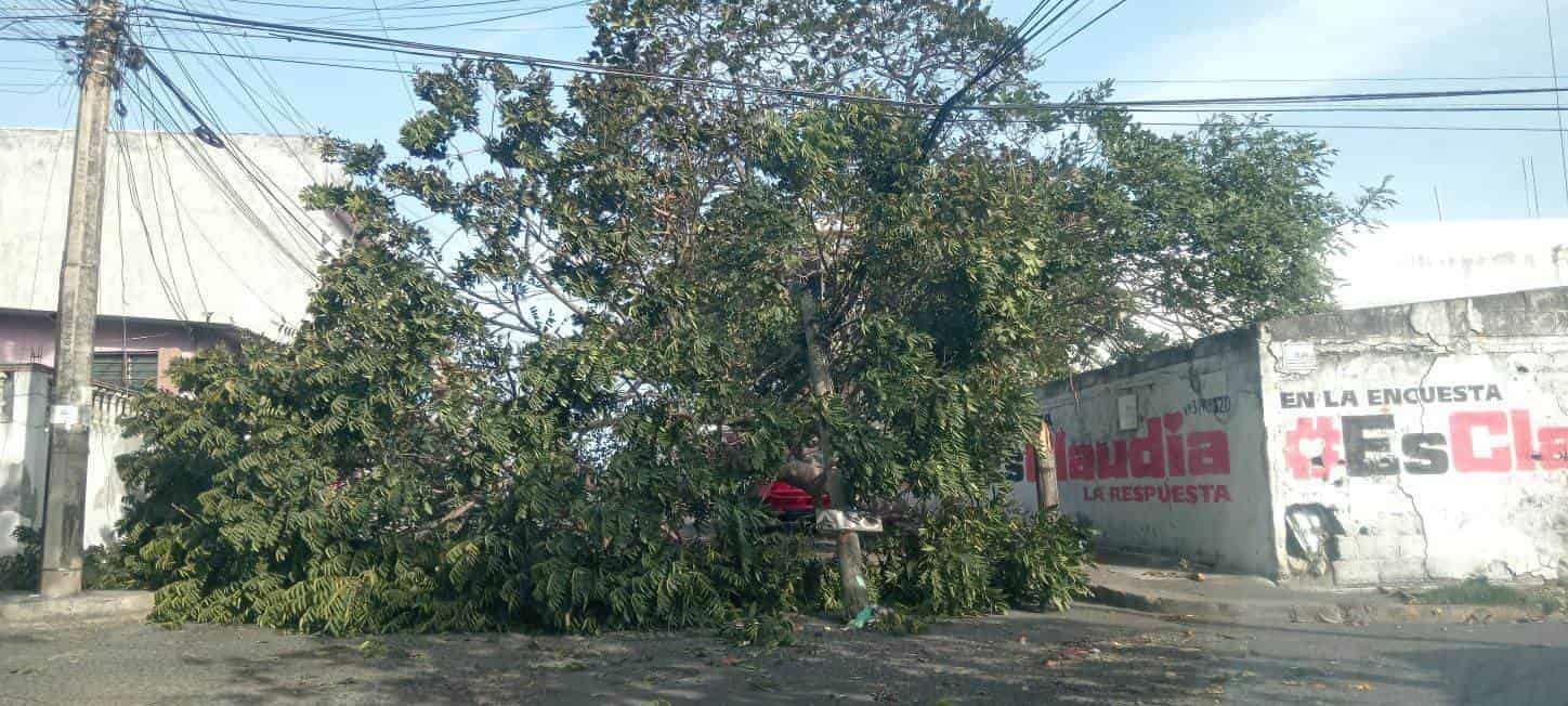 Norte explosivo derriba un árbol en el Puerto de Veracruz