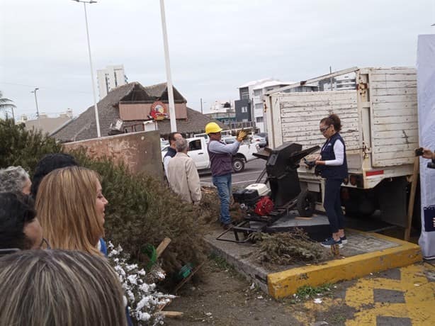 Inicia reciclaje de árboles de Navidad en Boca del Río