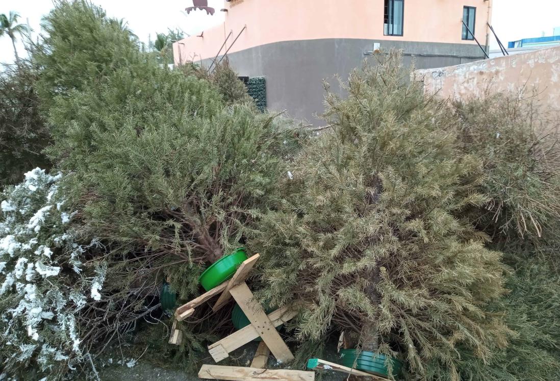 ¿Qué hacen con los árboles de navidad que reciclan en Veracruz?