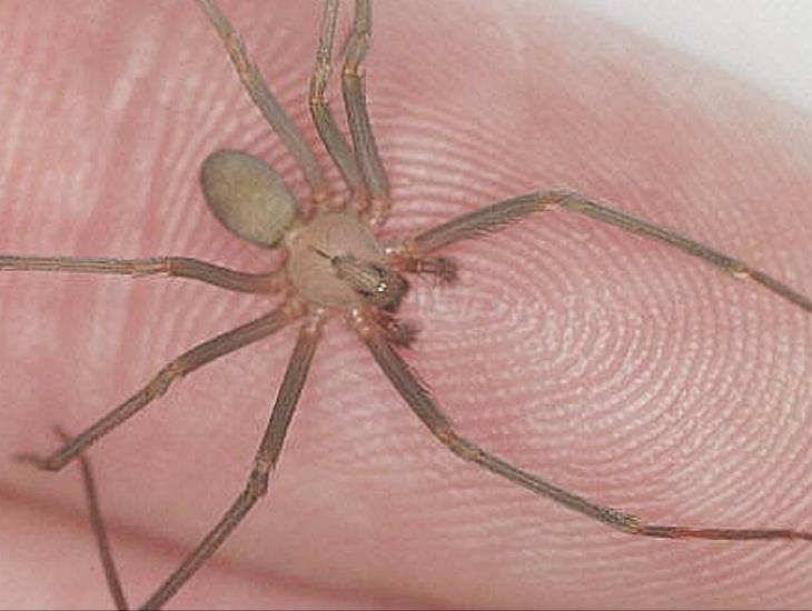 Araña violinista pica a joven en supermercado de Xalapa y lo manda al hospital