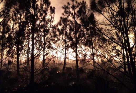 Incendio forestal en Perote, avanza combate