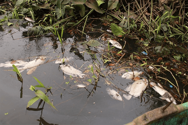 Pescadores preocupados por muerte masiva de peces en Catemaco