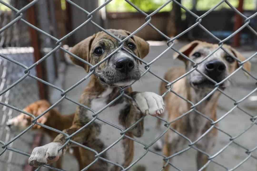 Más de 10 denuncias diarias reportan por casos de maltrato animal en Veracruz