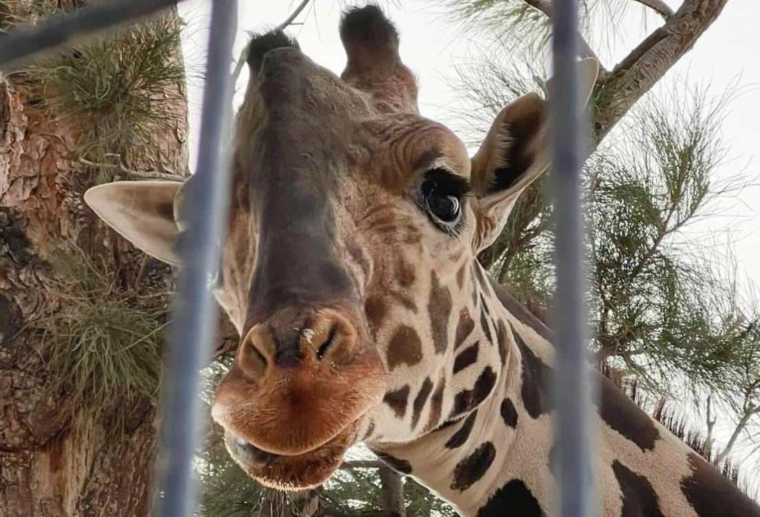 Despiden a la jirafa Benito antes de su traslado a Africam Safari, en Puebla