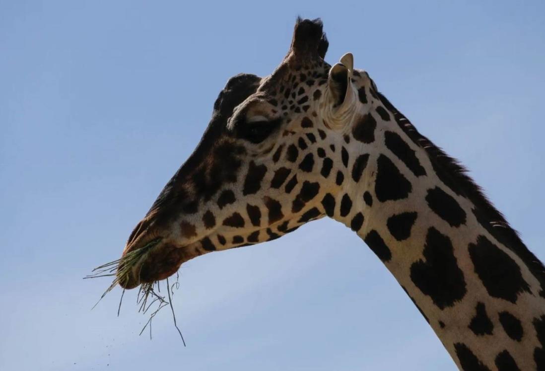 ¡Oficial! Africam Safari es la nueva casa de la jirafa “Benito” | VIDEO