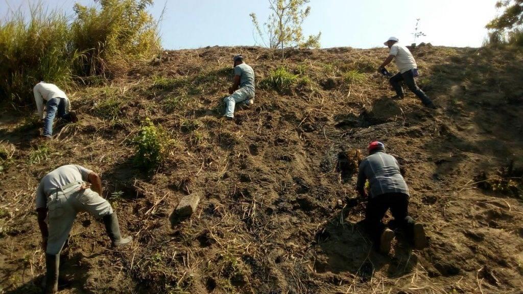 ¿Qué tipo de árboles se dan en Veracruz?