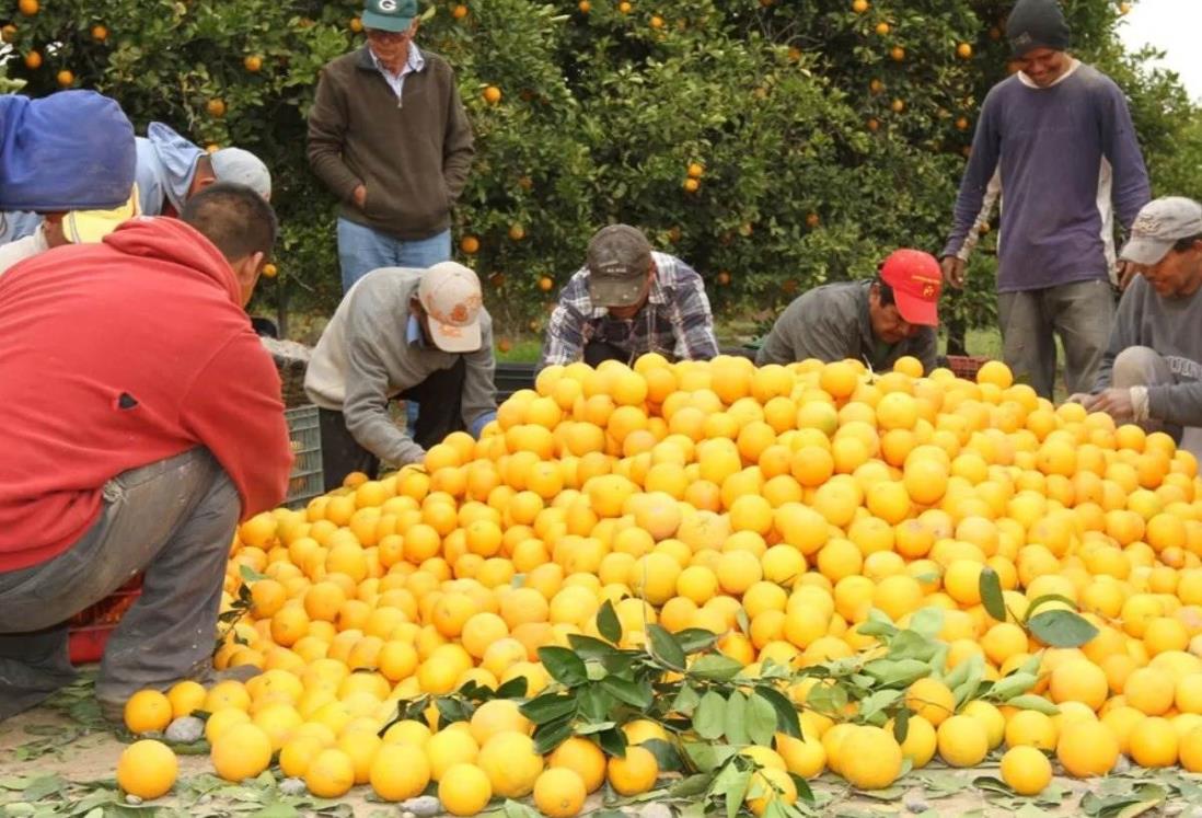 Qué frutas y verduras aumentarían de precio en Veracruz por heladas en norte del país