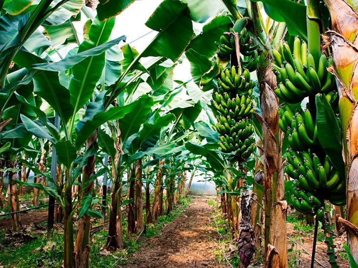 Todos los productores del campo mexicano recibirán fertilizante gratuito