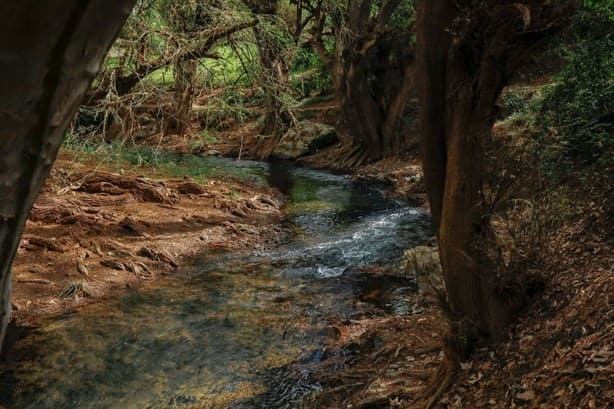 Este es el proyecto de rescate del Bosque de los Ahuehuetes, en Veracruz