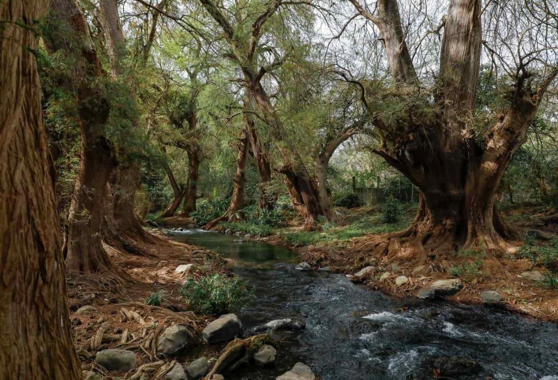 Este es el proyecto de rescate del Bosque de los Ahuehuetes, en Veracruz