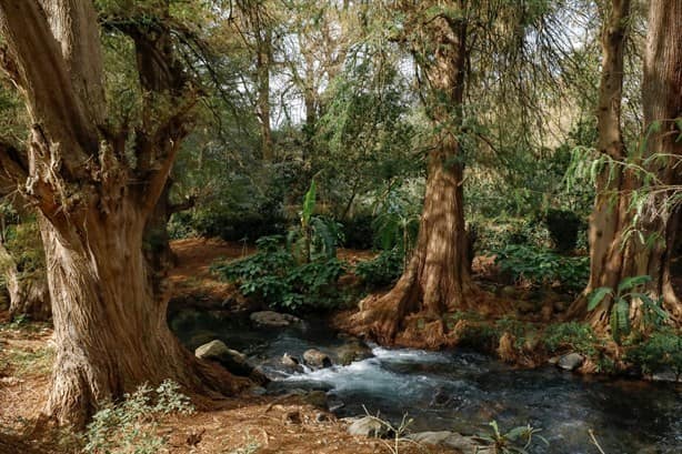 Este es el proyecto de rescate del Bosque de los Ahuehuetes, en Veracruz