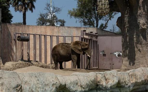 ¿También la rescatarán? Esta es la historia de Ely, la elefante más triste del mundo en CdMx