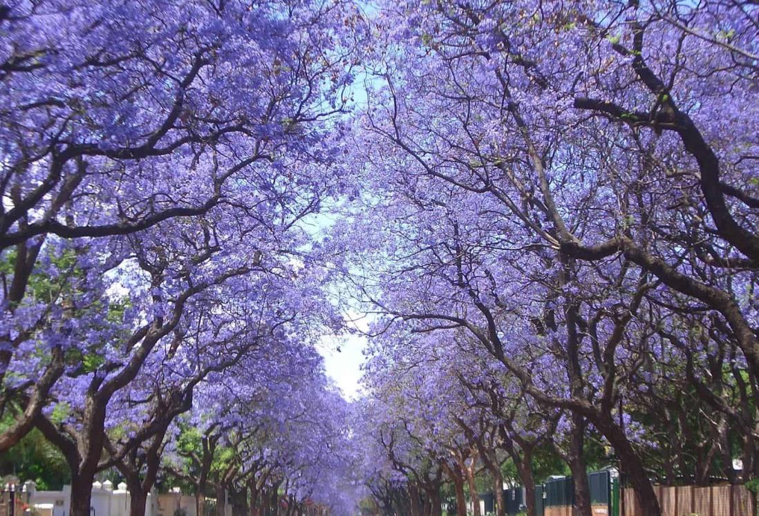 Expertos en alerta por florecimiento de jacarandas en invierno.