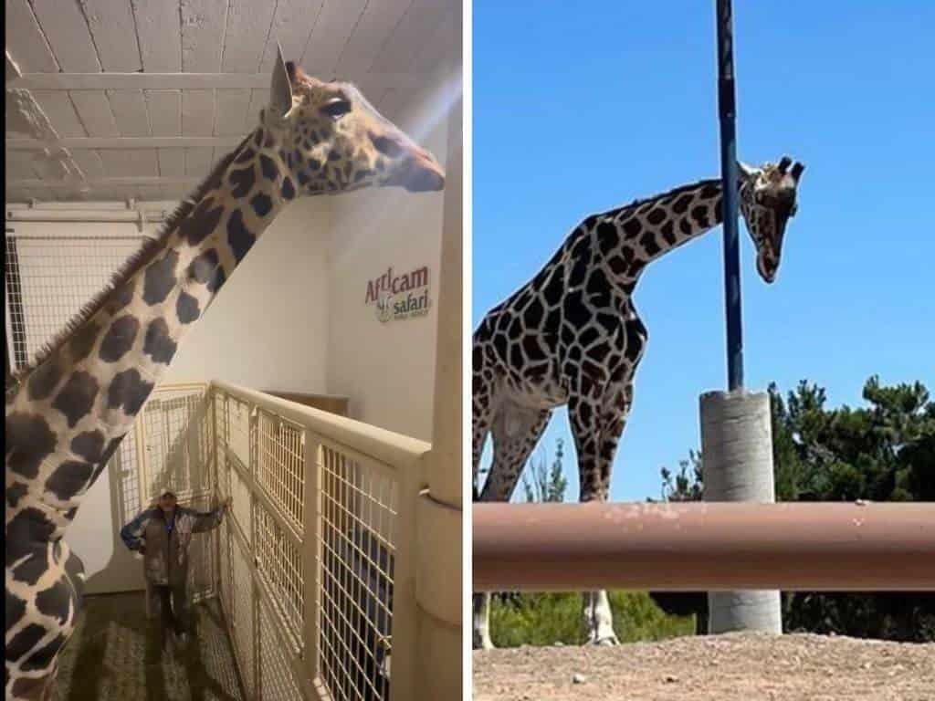 Jirafa Benito llega a Africam Safari tras horas de viaje; vivía en deporables condiciones