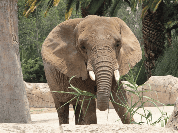 ¡Benito la jirafa ya es poblano! Así fue su llegada a Africam Safari en Puebla