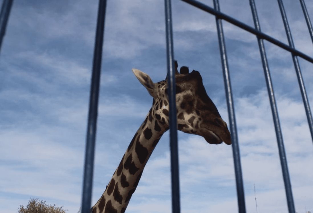 ¡Benito la jirafa ya es poblano! Así fue su llegada a Africam Safari en Puebla