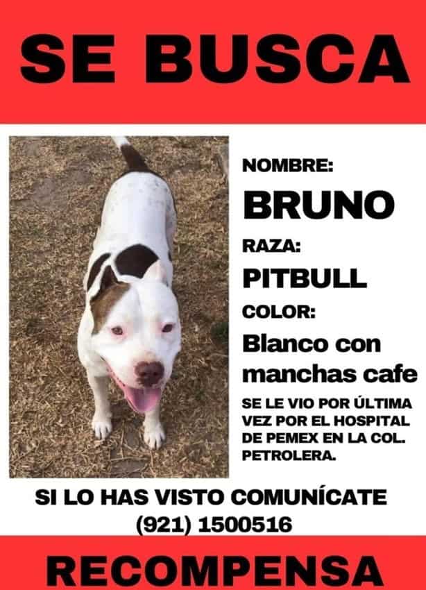 Caso de Bruno, perrito extraviado en Minatitlán, llega a nivel nacional; dueña anhela su regreso