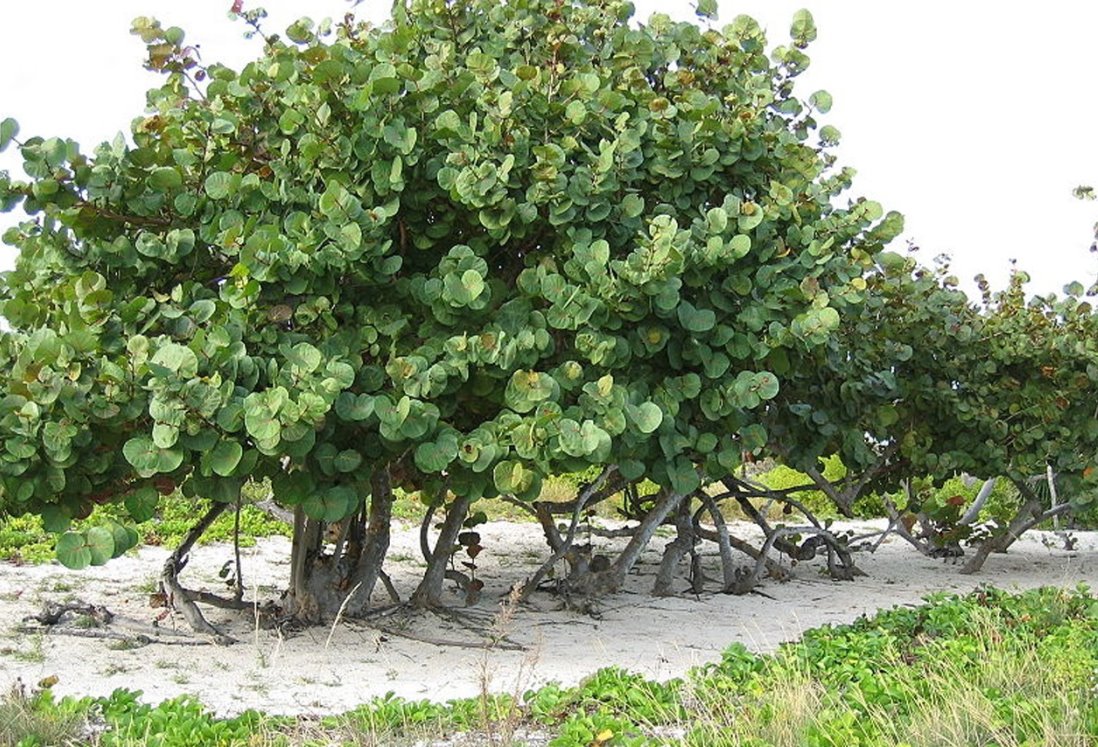 ¿Sabes cuál es el árbol más resistente a los nortes en Veracruz? Te decimos