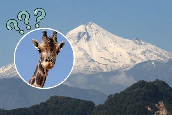 Jirafa Benito: ¿Qué hay detrás de la propuesta para ser trasladada a Orizaba? Esto sabemos 