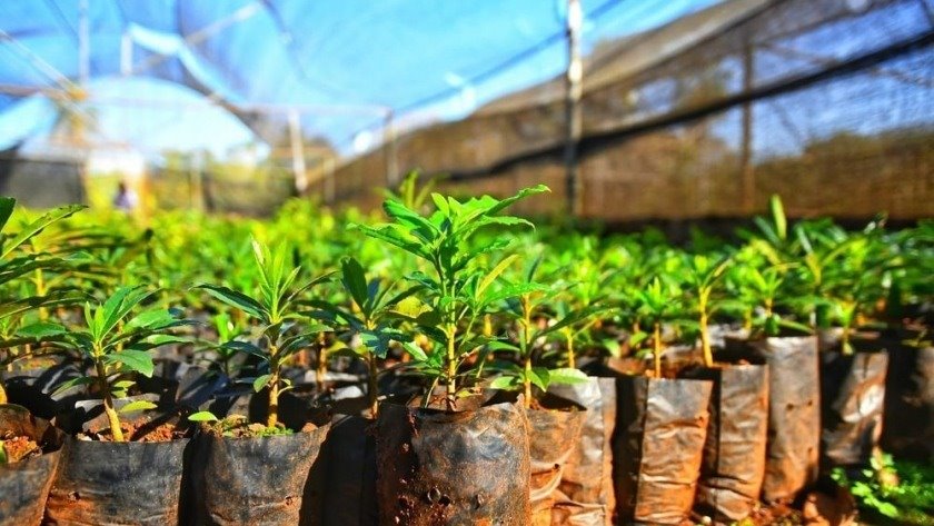 Plantas gratis en Veracruz: te decimos dónde conseguirlas