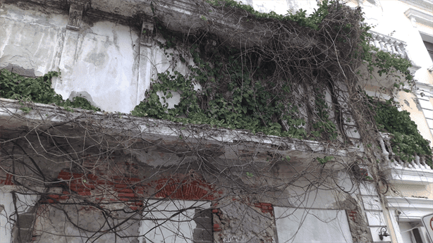 Enredaderas de edificio abandonado en 5 de Mayo pone en peligro a transeúntes de Veracruz