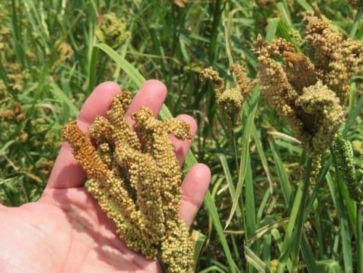 Con el cultivo de mijo en México buscan combatir sequías