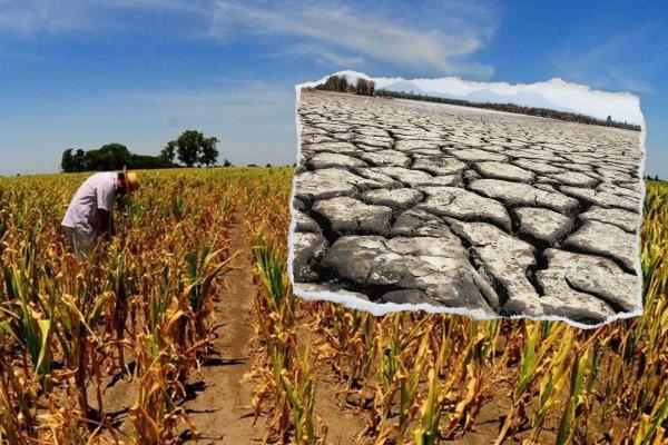 ´El Niño´ afecta miles de hectáreas de cultivos en Veracruz; apoyos siguen en revisión
