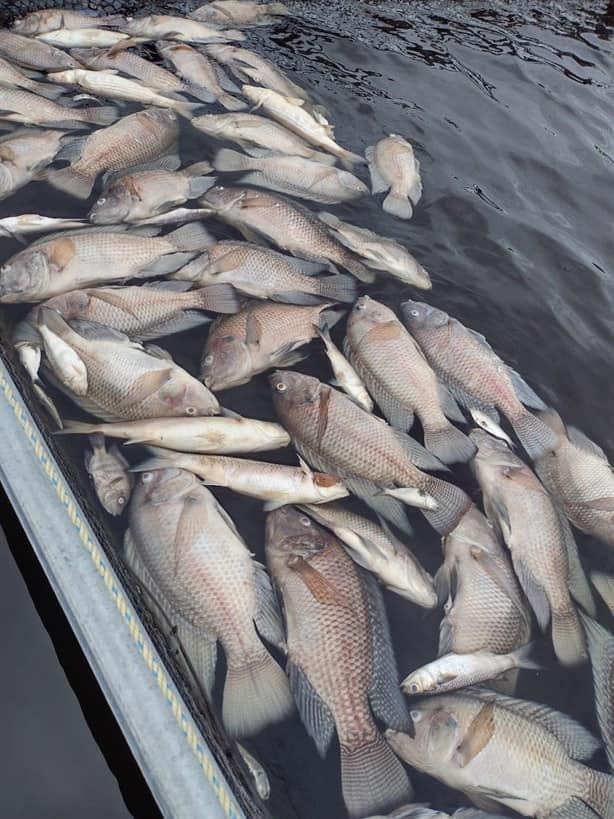 Sorprende mortandad de peces en laguna de Veracruz