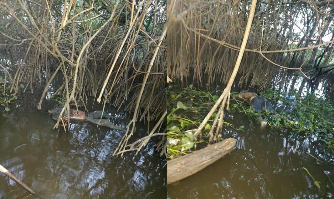 Pescadores encuentran cuerpos flotando en el río Tonalá