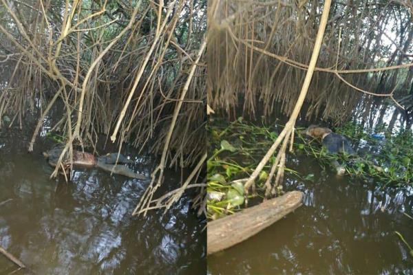 Pescadores encuentran cuerpos flotando en el río Tonalá