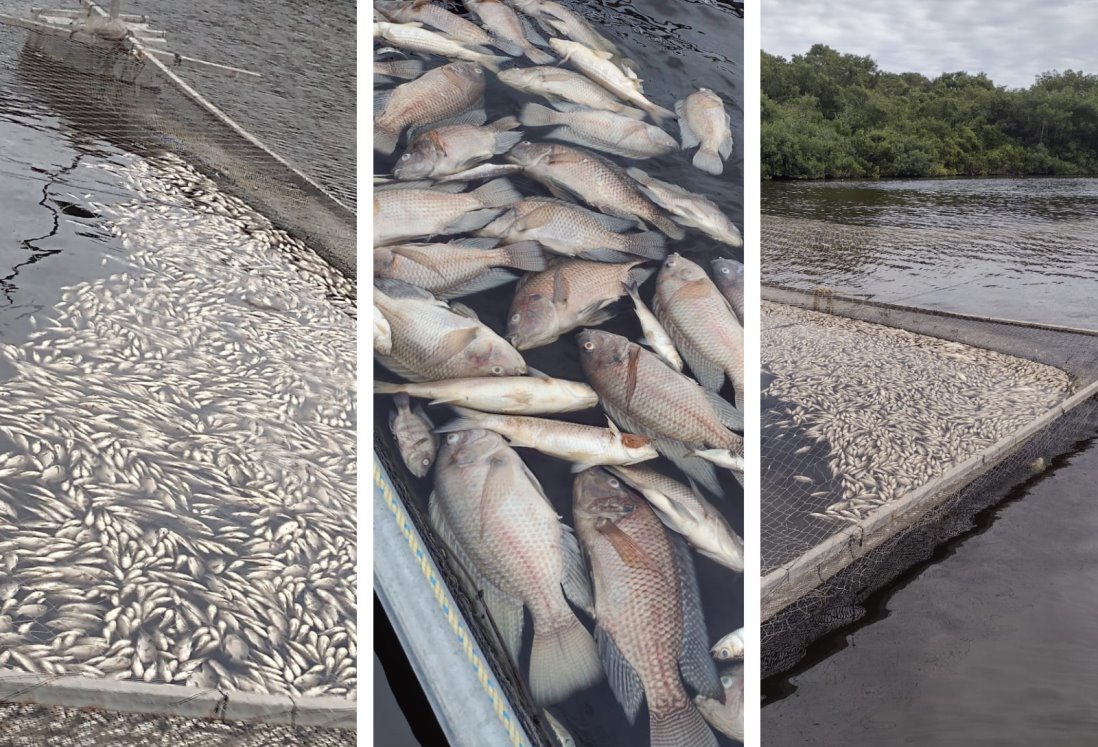 Sorprende mortandad de peces en laguna de Veracruz