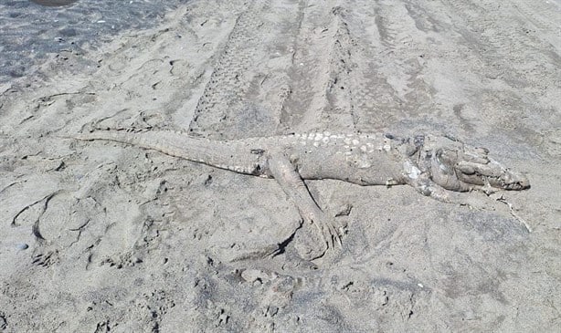 Cocodrilo sorprende a turistas en esta playa de Veracruz | FOTOS