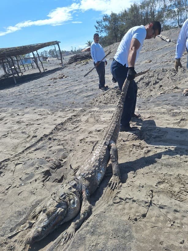 Cocodrilo sorprende a turistas en esta playa de Veracruz | FOTOS