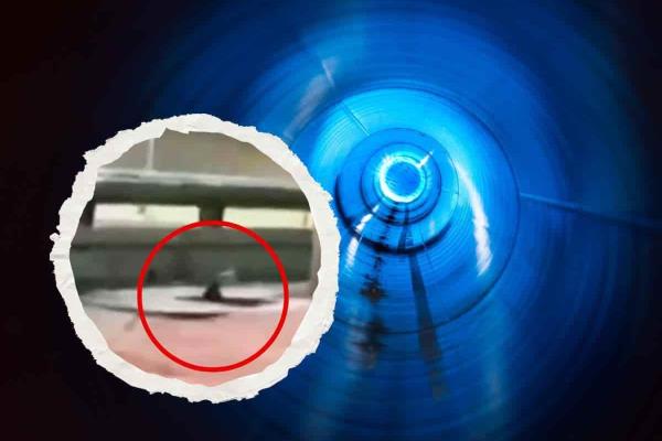 Extraña criatura sale del suelo en Monterrey; ¿qué crees que sea? (+Video)