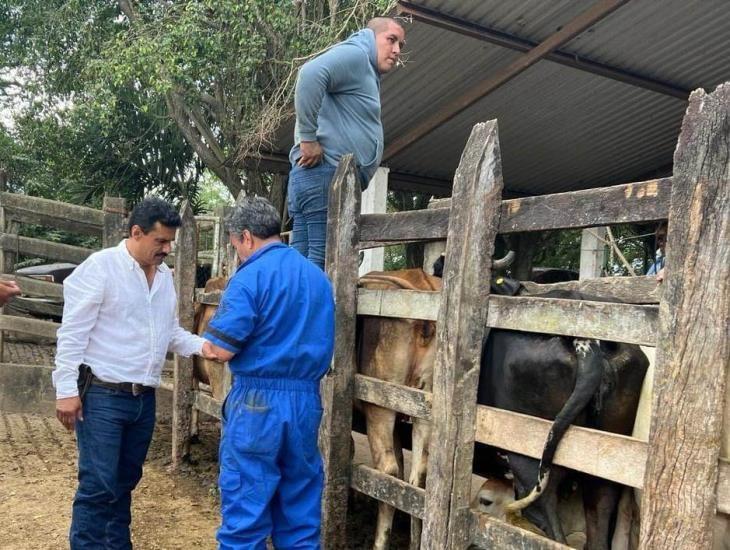 Inician ganaderos la detección de tuberculosis y brucelosis en Soconusco