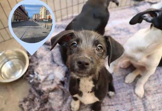 Pasarela digital: ¡adopta un lomito en Xalapa!