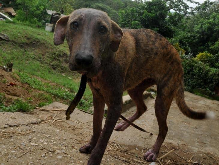 Abundan quejas por abandono y maltrato animal en Coatzacoalcos ¿como se castiga?