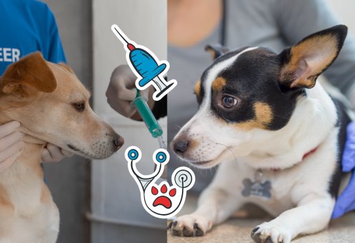Veterinarias Gratuitas en México ¿Qué servicios ofrecen?