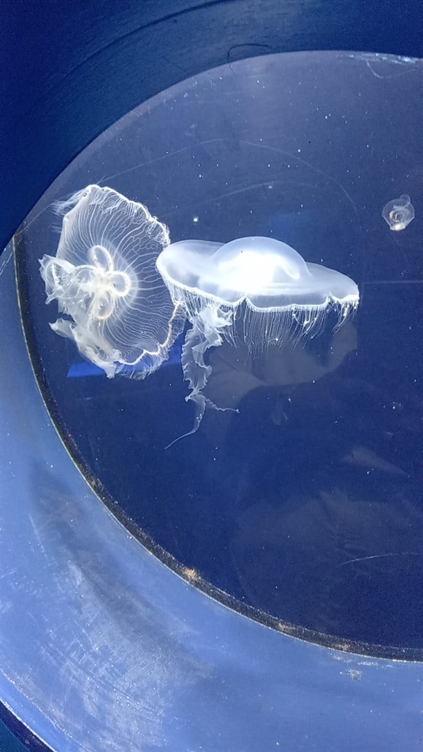 ¿Cuánto dura el recorrido en el Acuario de Veracruz?