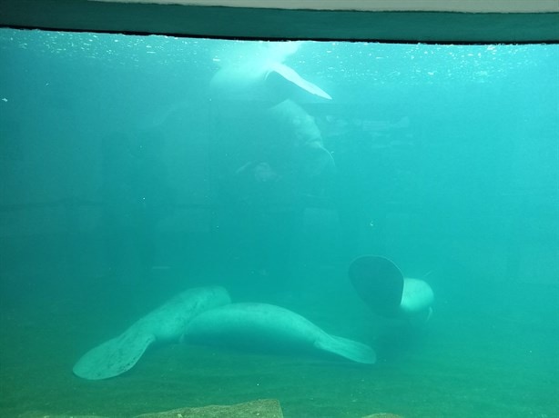 ¿Cuánto dura el recorrido en el Acuario de Veracruz?