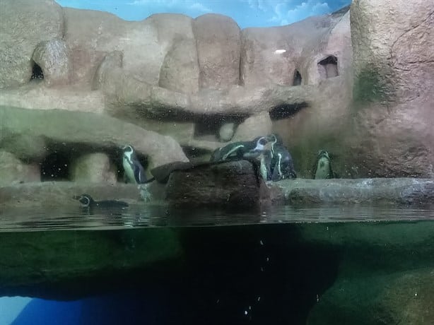¿Cuánto dura el recorrido en el Acuario de Veracruz?