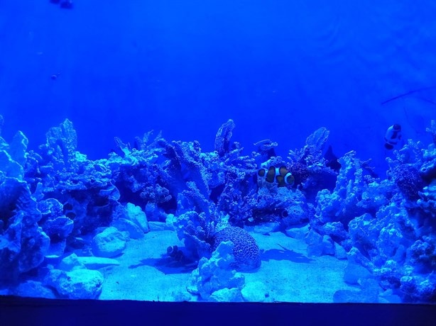 ¿Cuánto dura el recorrido en el Acuario de Veracruz?