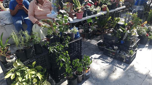 Intercambio masivo de plantas en el Centro Histórico de Veracruz