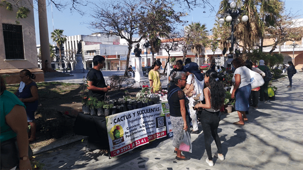 Intercambio masivo de plantas en el Centro Histórico de Veracruz